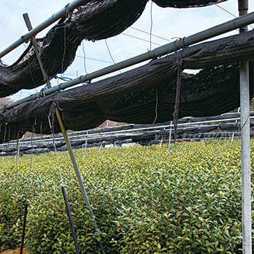 機械管理しやすいカマボコ型の弧状仕立てではなく、茶の木が自由に枝を伸ばした「自然仕立て」の茶園。二重の遮光ネットとよしずで日照を調整する。