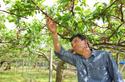5月上旬から2~3回、摘果(てきか)を行い、実の数を調整していく