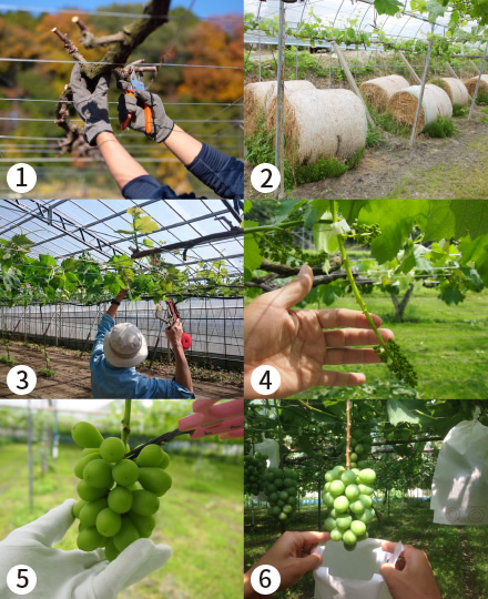 (1)せん定は冬、(2)敷き藁、(3)誘引は春、(4)花切り、(5)摘粒、(6)袋かけは夏に行う。