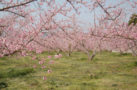 ももは、桜が咲く前の3~4月ごろにきれいなピンクや白、赤などの花を咲かせ、ひと足早く春の訪れを感じることができる。