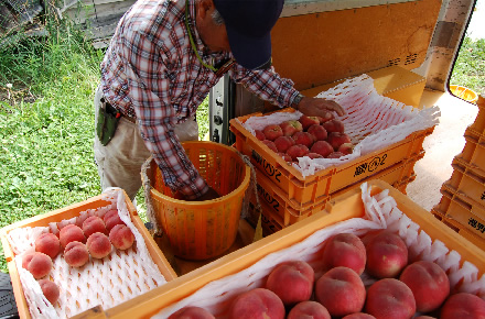 7～8月の品種は購入後2日ほど、9月以降のものは収穫後4～5日程度で食べごろになるものが多い。写真提供／菱沼農園