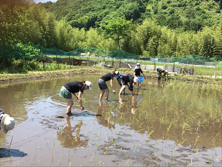 桐生市後援の「お米の学校」という年4回のイベントに「市民先生」として参加。子どもたちに田植えを体験してもらった。