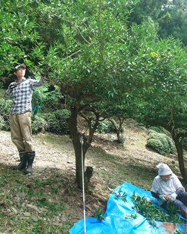 季節になると、すだちやお茶の収穫を手伝うなど、四季折々の暮らしを楽しんでいる。