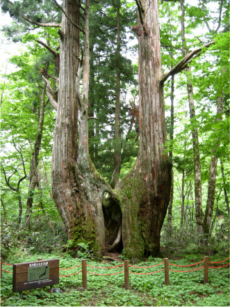 樹齢200年以上と推定される「めおと杉」。