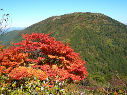 紅葉に包まれた鍋割山荘。