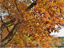 秋には紅葉や黄葉に染まる。