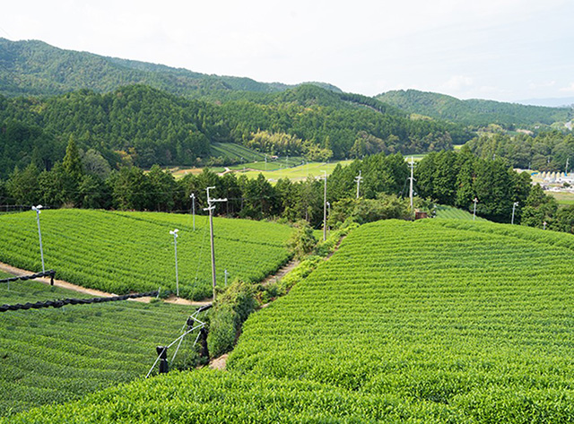 写真:茶畑