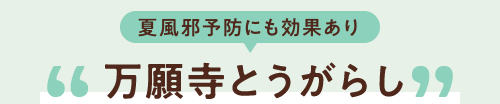 夏風邪予防にも効果あり　万願寺とうがらし