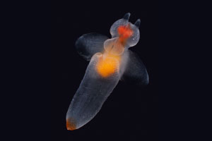写真:ハダカカメガイ(クリオネ)