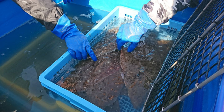 写真:活魚輸送