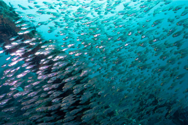 画像：人工魚礁