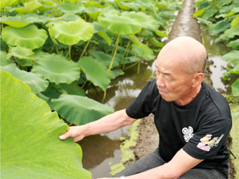 写真:加賀れんこん