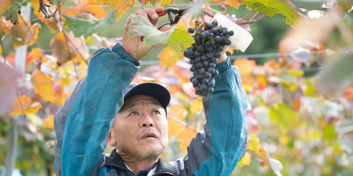 写真：生産者さん