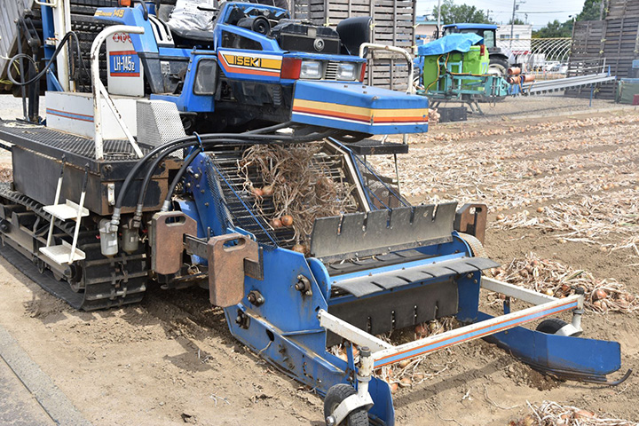 写真:札幌黄を収穫する農業機械