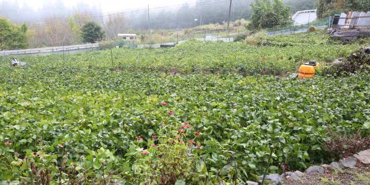 写真:あけぼの大豆の畑