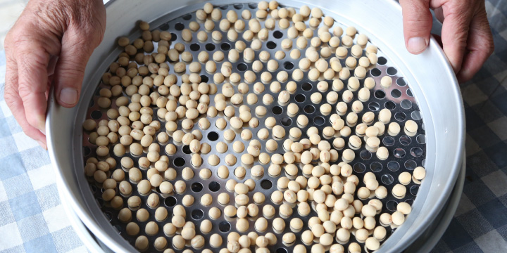 写真:あけぼの大豆を穴のあいた篩で選別