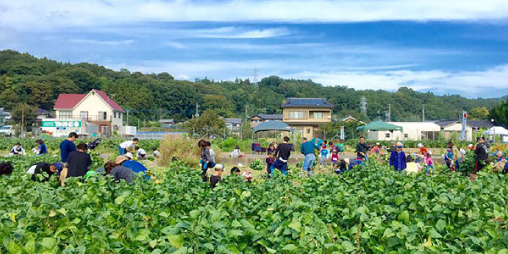 写真:あけぼの大豆の収穫体験
