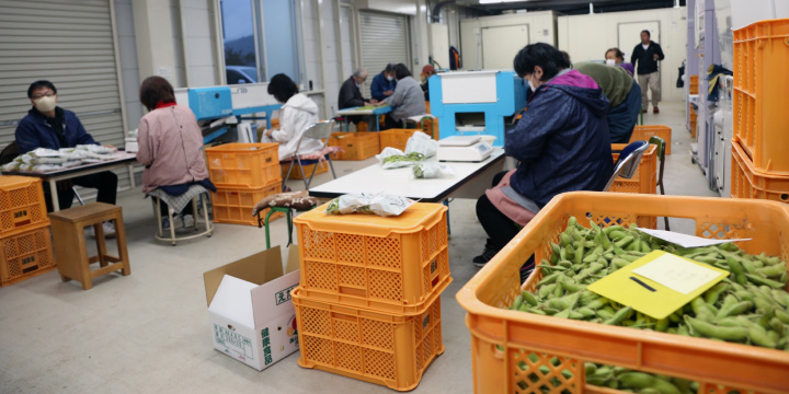 写真:あけぼの大豆を手作業で選別している