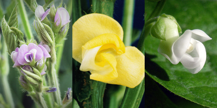 写真:様々な豆の花。薄紫、黄、白。