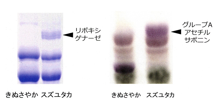 画像:リポキシゲナーゼ泳動像とサポニンの薄層クロマトグラム。
きぬさやかとスズユタカの比較で、きぬさやかは青臭みの原因であるリポキシゲナーゼが見られない。また、強いえぐ味を呈するグループAアセチルサポニンも少ない。