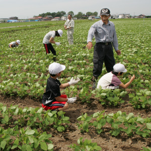 写真:大豆収穫体験の様子