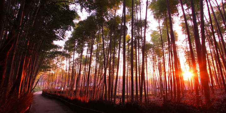 写真:竹林