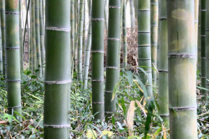 写真:マダケ