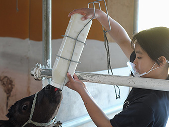 写真:校内で生まれた子牛にミルクを与える様子
