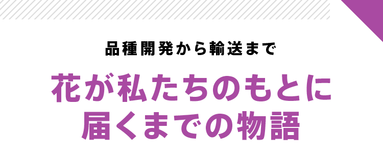 品種開発から輸送まで 花が私たちのもとに届くまでの物語