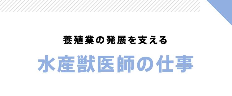 養殖業の発展を支える 水産獣医師の活動