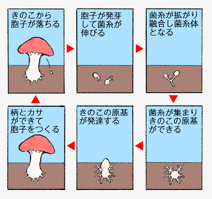 不思議がいっぱい きのこの生態と豆知識 農林水産省