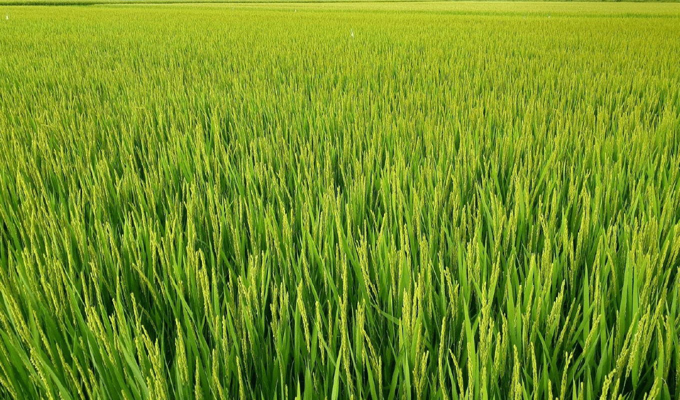 画像:稲