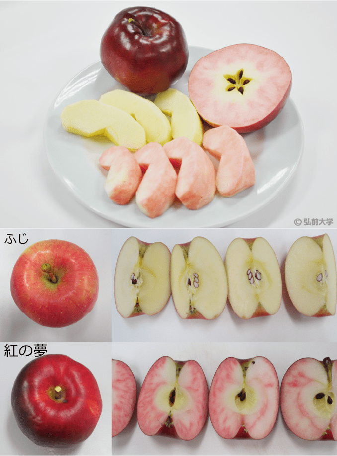 「画像:ふじ」と「紅の夢」の切る前切った後