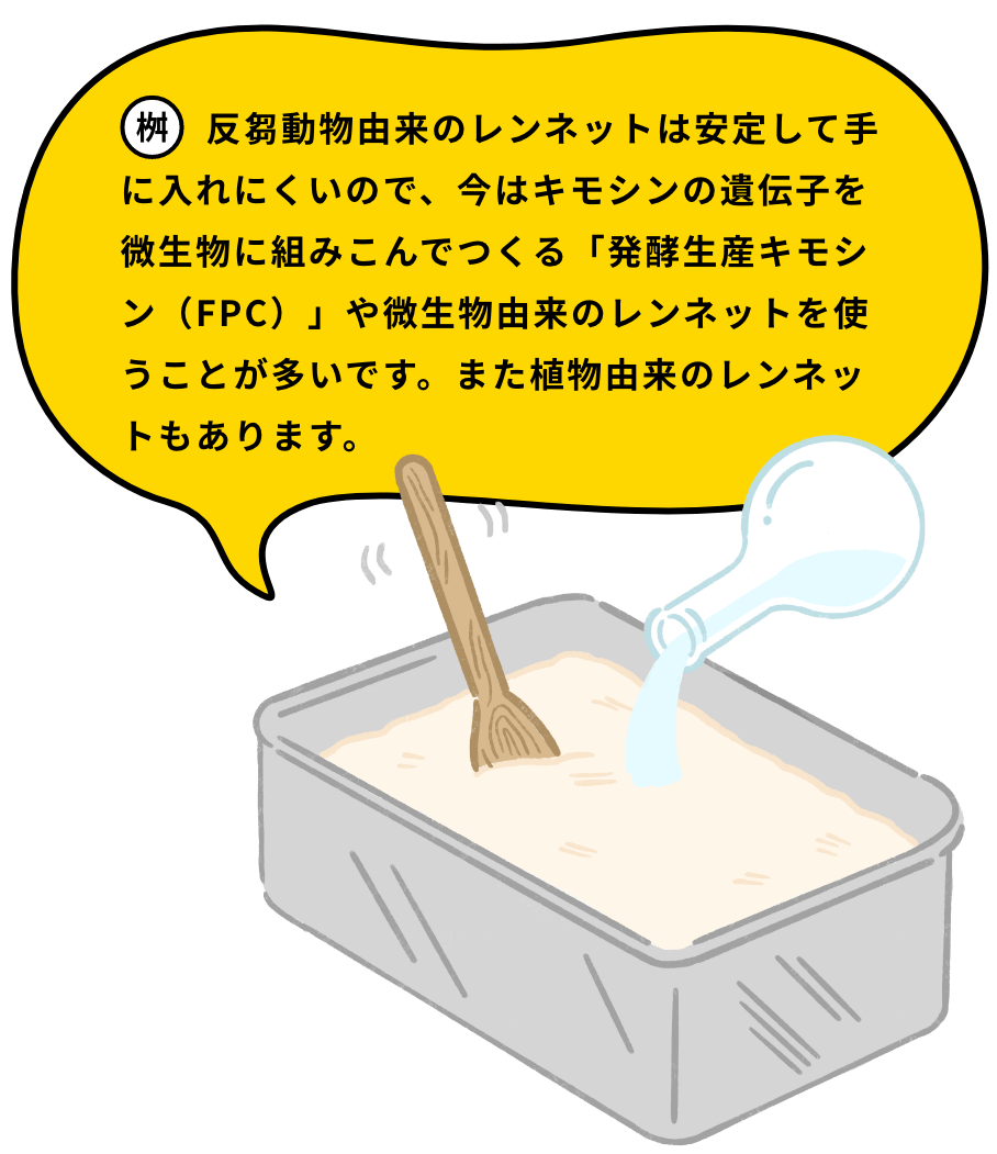 反芻動物由来のレンネットは安定して手に入れにくいので、今はキモシンの遺伝子を微生物に組みこんでつくる「発酵生産キモシン(FPC)」や微生物由来のレンネットを使うことが多いです。また植物由来のレンネットもあります。