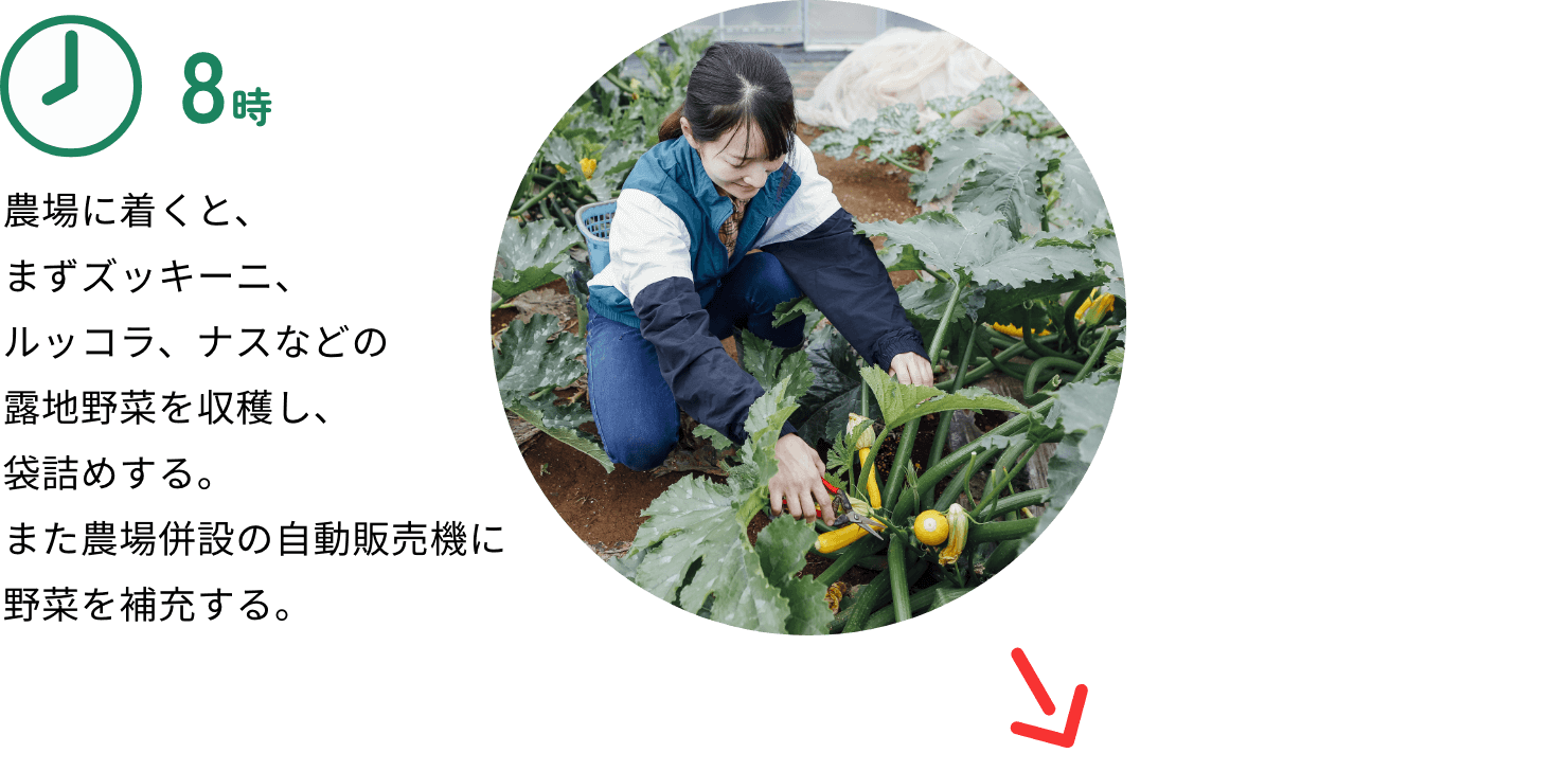 8時:農場に着くと、まずズッキーニ、ルッコラ、ナスなどの露地野菜を収穫し、袋詰めする。また農場併設の自動販売機に野菜を補充する。