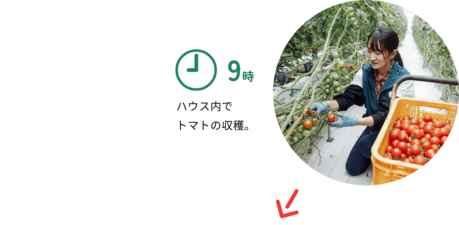 9時:ハウス内でトマトの収穫。