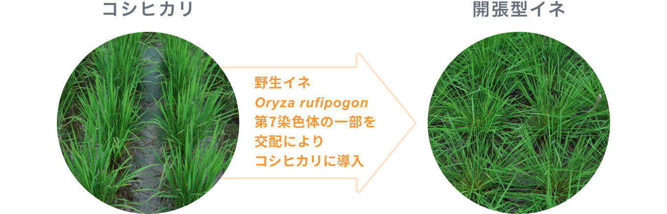 野生イネOryza rufipogon第7染色体の一部を交配によりコシヒカリに導入