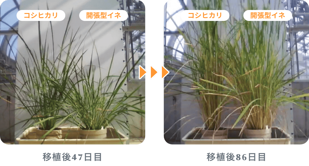 移植後47日目から移植後86日目の変化