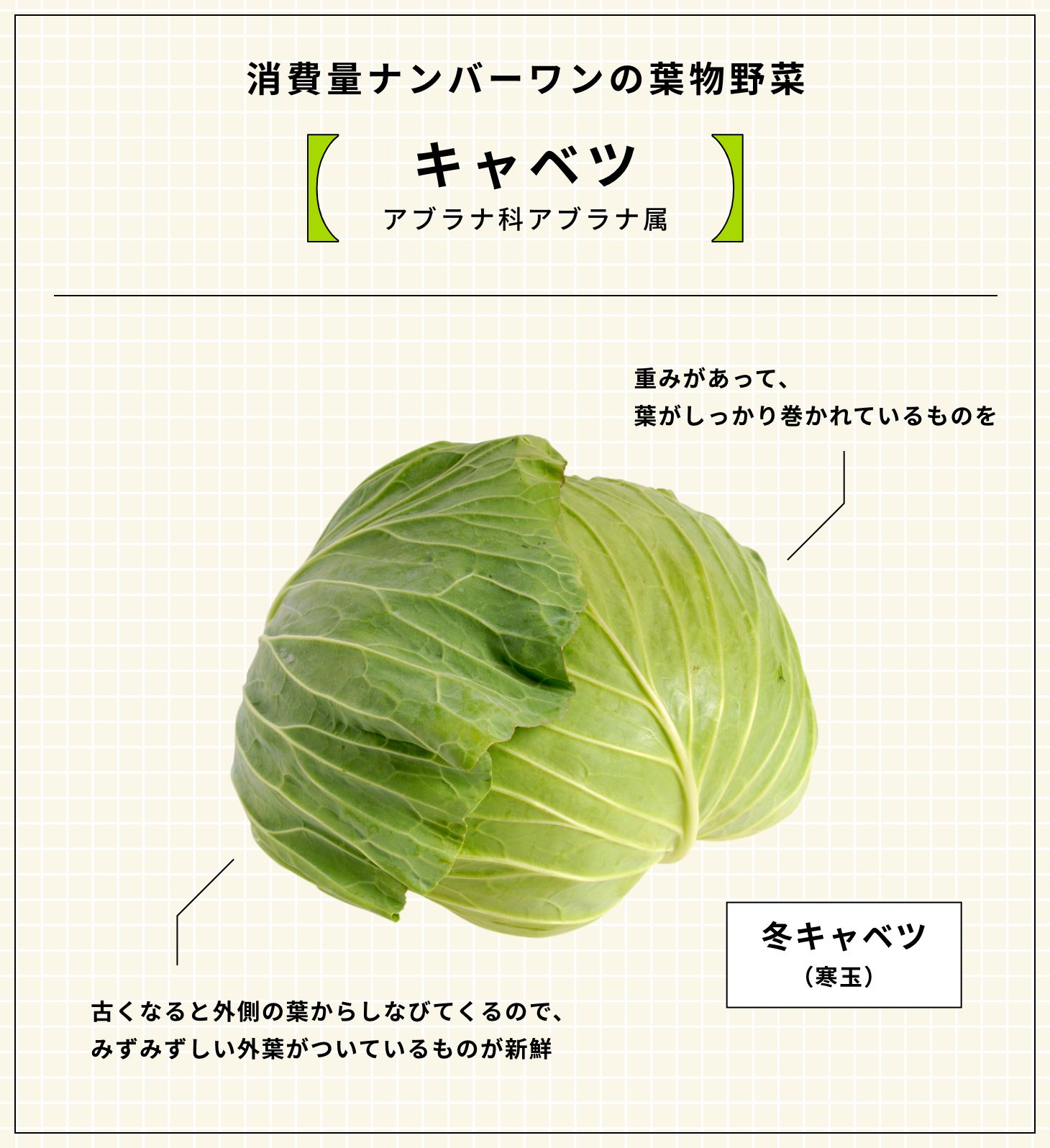 消費量ナンバーワンの葉物野菜 キャベツ