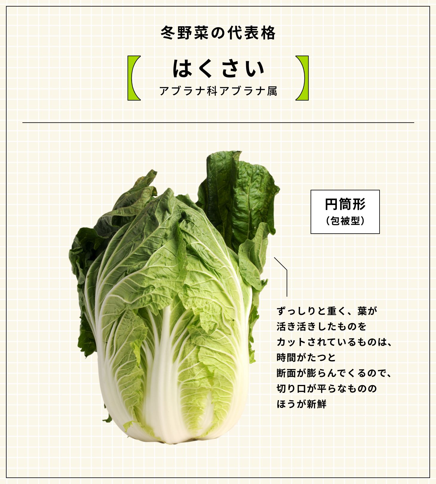 冬野菜の代表格 はくさい