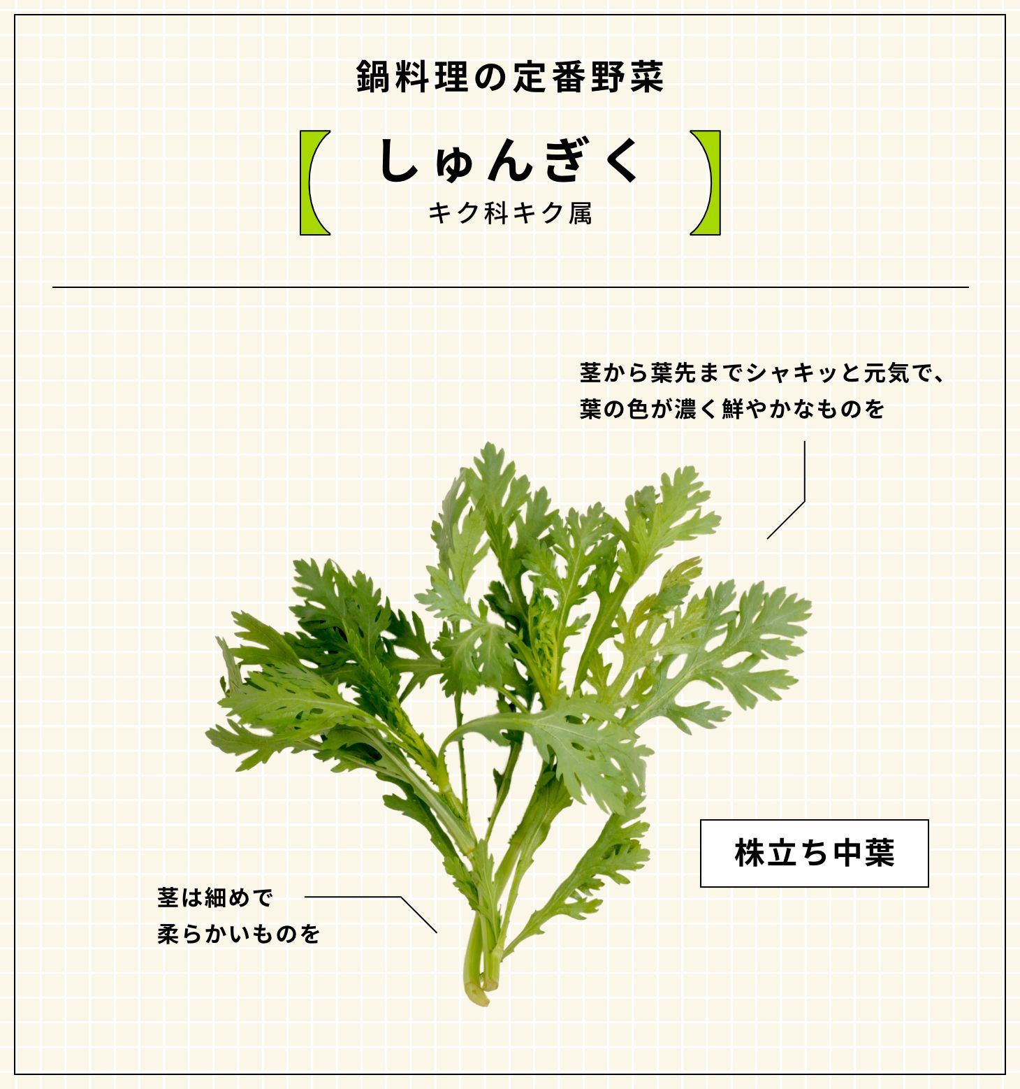 鍋料理の定番野菜 しゅんぎく