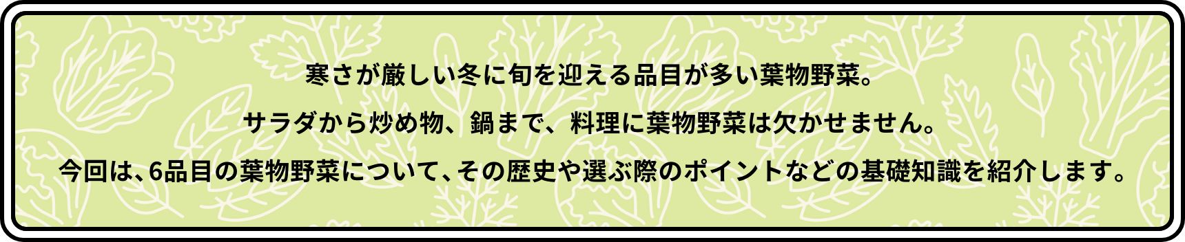 寒さが厳しい冬に旬を迎える品目が多い葉物野菜。サラダから炒め物、鍋まで、料理に葉物野菜は欠かせません。今回は、6品目の葉物野菜について、その歴史や選ぶ際のポイントなどの基礎知識を紹介します。