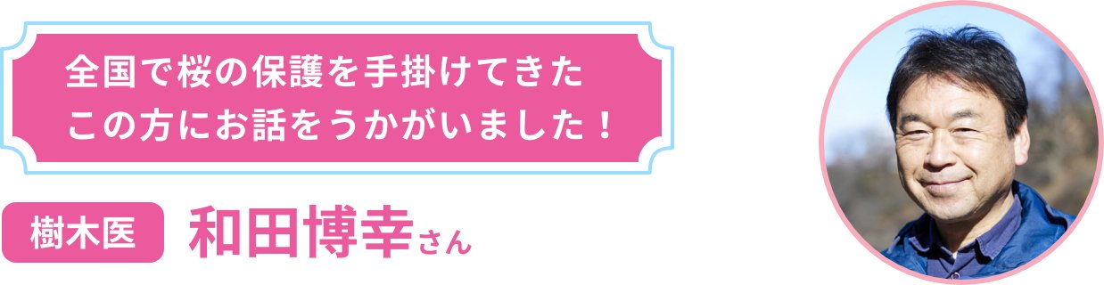 全国で桜の保護を手掛けてきたこの方にお話をうかがいました! 樹木医 和田博幸さん