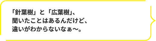 「針葉樹」と「広葉樹」、聞いたことはあるんだけど、違いがわからないなぁ~。