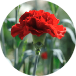 花が私たちのもとに届くまでの物語