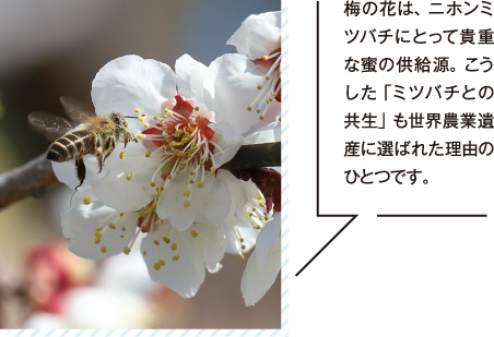 梅の花は、ニホンミツバチにとって貴重な蜜の供給源。こうした「ミツバチとの共生」も世界農業遺産に選ばれた理由のひとつです。