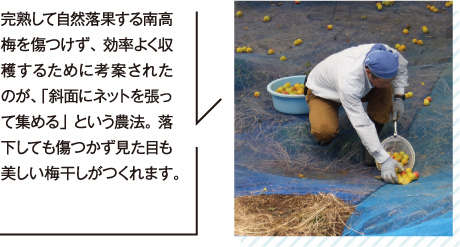 完熟して自然落果する南高梅を傷つけず、効率よく収穫するために考案されたのが、「斜面にネットを張って集める」という農法。落下しても傷つかず見た目も美しい梅干しがつくれます。