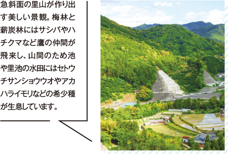 急斜面の里山が作り出す美しい景観。梅林と薪炭林にはサシバやハチクマなど鷹の仲間が飛来し、山間のため池や里池の水田にはセトウチサンショウウオやアカハライモリなどの希少種が生息しています。