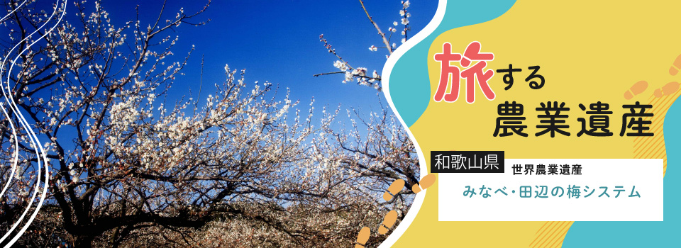 和歌山県 世界農業遺産 みなべ・田辺の梅システム