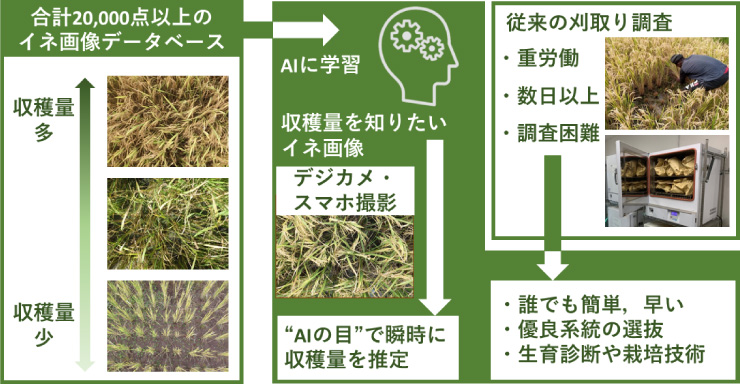 「イネ収量―画像」のデータベース